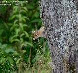 201 Chipmunk-130720-05_01.jpg