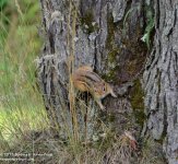 201 Chipmunk-130720-09_01.jpg