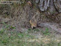 201 Chipmunk-130720-10_01.jpg