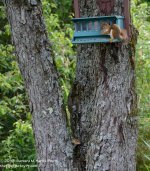 201 Chipmunk & Squirrel-130720-04_01.jpg