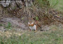 201 Red Squirrel-130720-01_01.jpg