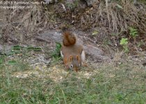201 Red Squirrel-130720-06_01.jpg