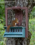 201 Red Squirrel-130720-21_01.jpg