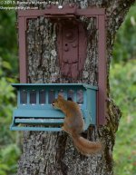 201 Red Squirrel-130720-27_01.jpg
