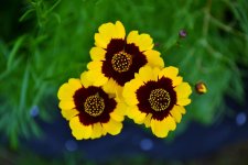 FloralTriplets.jpg