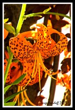 Day201SpeckledFlower.jpg