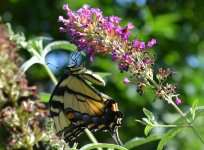 Butterfly.jpg