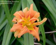202 Day Lily-130721_01.jpg