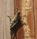 202 Grasshopper-130721_01.jpg