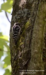 202 Nuthatch-130721-03_01.jpg
