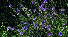 roadside blue1200.jpg