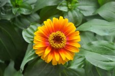 Zinia (13 of 9)-post.jpg