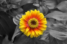Zinia-B&W Mod)-post.jpg