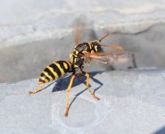 Wasp 5.jpg