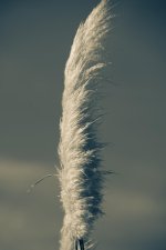 DSC_0273.jpg