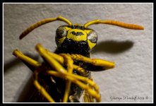 Day202Wasp.jpg