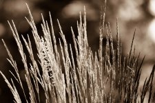 DSC_0013.jpg