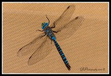Day203Dragonfly.jpg
