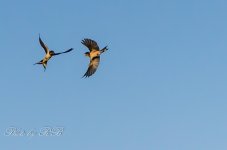 20130722-_1RB8709.jpg
