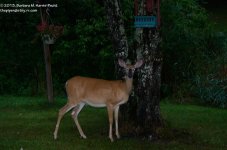 204 Deer-130723_01.jpg