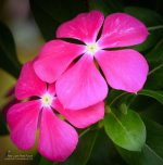 16mmflower-1.jpg