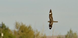 HAWK 254.jpg