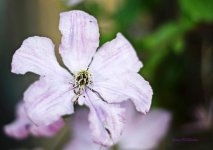Climatis-edited - Watermark - sml.jpg
