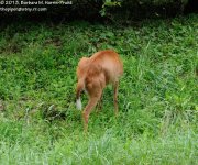 205 Deer-130724-02_01.jpg
