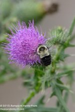 205 Bee on Thistle-130724-04_01.jpg