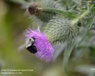 205 Bee on Thistle-130724-08_01.jpg