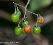 205 Nightshade-130724_01.jpg