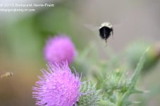 205 Almost Bee-130724.jpg