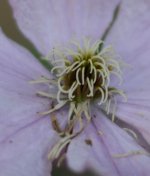 detail - climatis.jpg