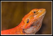 Day205BeardedDragon.jpg
