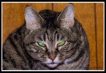 Day205Cat.jpg