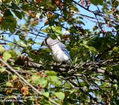 206 Blue Jay-130725-04_01.jpg
