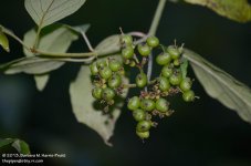206 Green Ashberries-130725_01.jpg