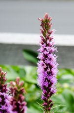 DSC_8642.jpg