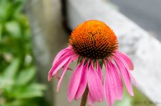 DSC_8643.jpg