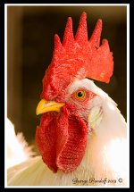 Day206Rooster.jpg