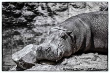 Edited Hippo Small.jpg