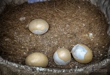 ostrich-egg-2.jpg