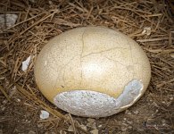 ostrich-egg-1.jpg