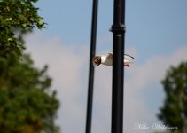 DSC_8037.JPG