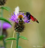 DSC_0811.JPG