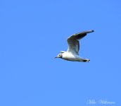 DSC_8088.JPG