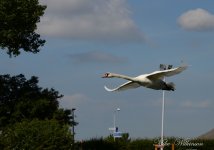 DSC_8157.JPG