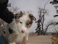 Puppy1.jpg