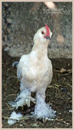 Chicken pic 2 7-26 site.jpg