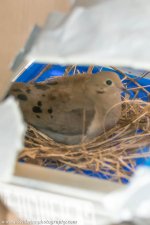 _DW17351-bird.jpg